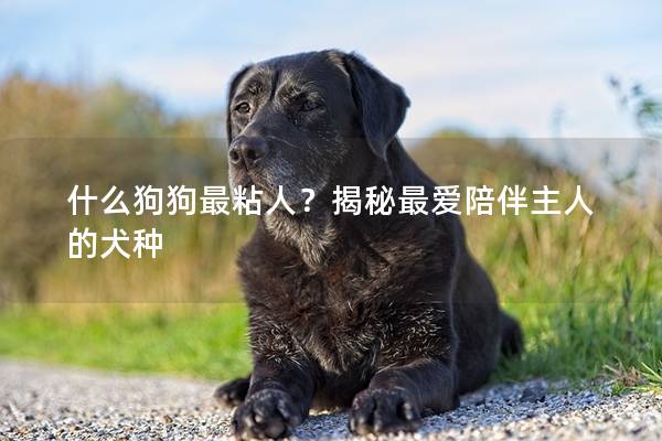 什么狗狗最粘人?揭秘最愛陪伴主人的犬種 什么狗狗最粘人?揭秘最愛陪伴主人的犬種
