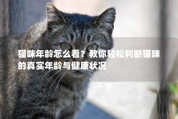 貓咪年齡怎么看？教你輕松判斷貓咪的真實年齡與健康狀況
