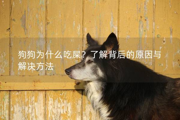 狗狗為什么吃屎？了解背后的原因與解決方法