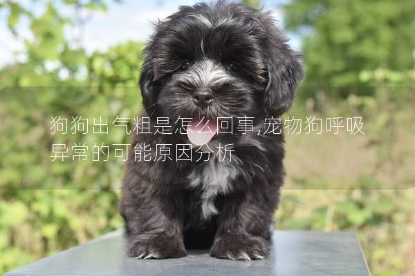狗狗出氣粗是怎么回事,寵物狗呼吸異常的可能原因分析