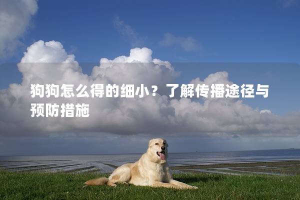 狗狗怎么得的細小？了解傳播途徑與預防措施