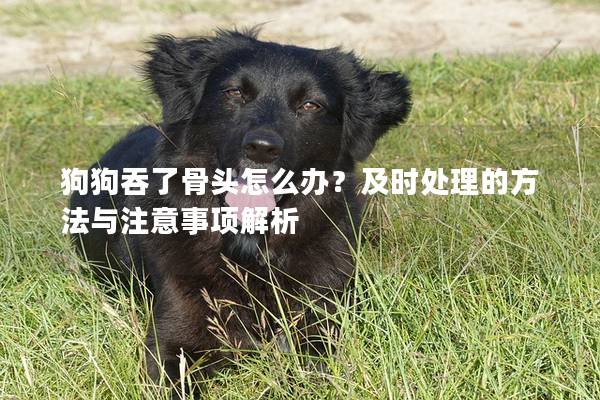 狗狗吞了骨頭怎么辦？及時處理的方法與注意事項解析