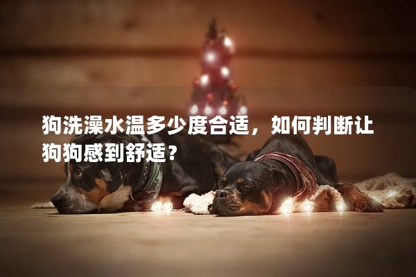 狗洗澡水溫多少度合適，如何判斷讓狗狗感到舒適？