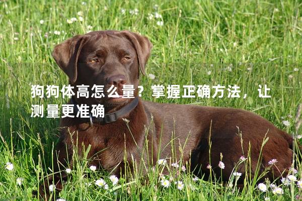 狗狗體高怎么量？掌握正確方法，讓測量更準確