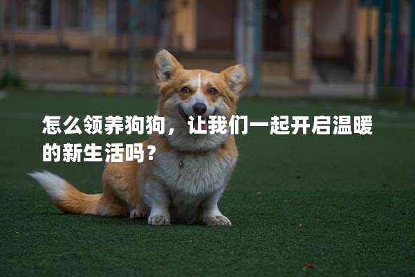 怎么領養狗狗,讓我們一起開啟溫暖的新生活嗎? 怎么領養狗狗,讓我們一起開啟溫暖的新生活嗎?