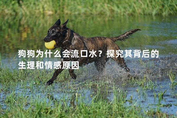 狗狗為什么會流口水？探究其背后的生理和情感原因