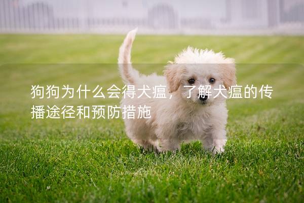 狗狗為什么會(huì)得犬瘟，了解犬瘟的傳播途徑和預(yù)防措施