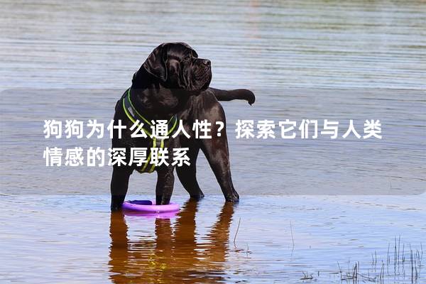 狗狗為什么通人性？探索它們與人類情感的深厚聯系