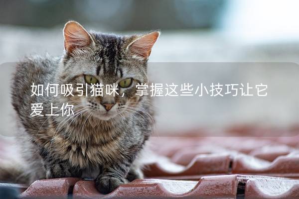 如何吸引貓咪，掌握這些小技巧讓它愛上你