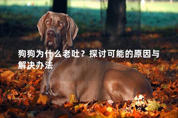 狗狗為什么老吐？探討可能的原因與解決辦法
