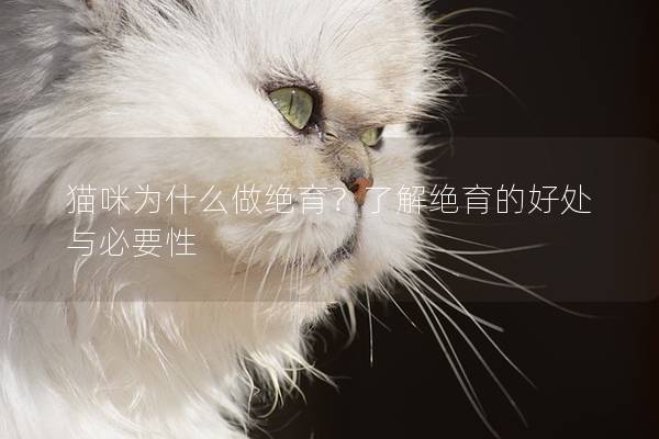 貓咪為什么做絕育？了解絕育的好處與必要性