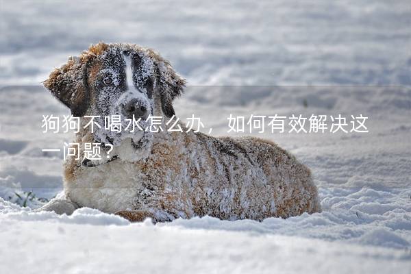 狗狗不喝水怎么辦，如何有效解決這一問題？