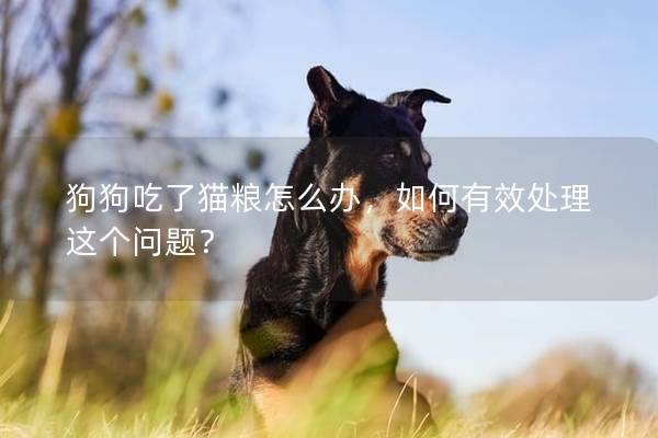 狗狗吃了貓糧怎么辦，如何有效處理這個問題？