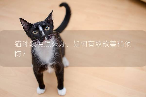 貓咪軟便怎么辦,如何有效改善和預防?