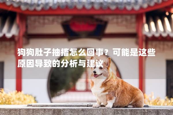 狗狗肚子抽搐怎么回事?可能是這些原因導致的分析與建議