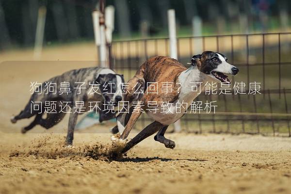 狗狗鼻子發(fā)紅怎么回事？可能是健康問題還是環(huán)境因素導(dǎo)致的解析