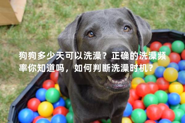 狗狗多少天可以洗澡？正確的洗澡頻率你知道嗎，如何判斷洗澡時機？