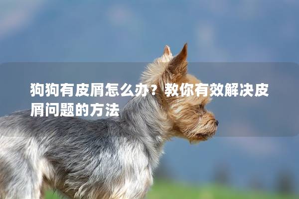 狗狗有皮屑怎么辦？教你有效解決皮屑問題的方法