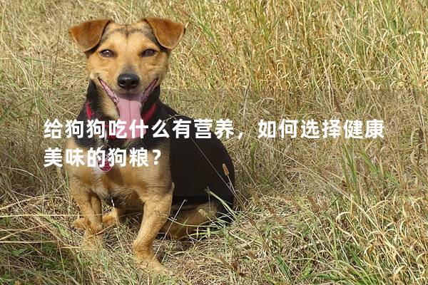 給狗狗吃什么有營養，如何選擇健康美味的狗糧？