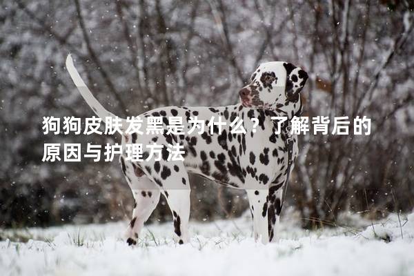 狗狗皮膚發(fā)黑是為什么？了解背后的原因與護(hù)理方法
