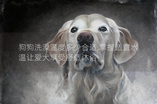 狗狗洗澡溫度多少合適,掌握適宜水溫讓愛犬享受舒適沐浴