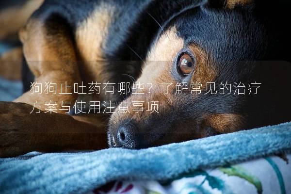 狗狗止吐藥有哪些?了解常見的治療方案與使用注意事項