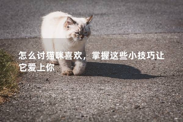 怎么討貓咪喜歡，掌握這些小技巧讓它愛上你