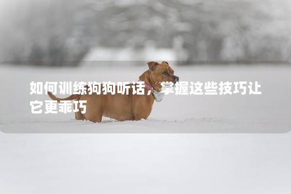 如何訓練狗狗聽話,掌握這些技巧讓它更乖巧 如何訓練狗狗聽話,掌握這些技巧讓它更乖巧