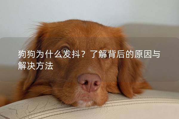 狗狗為什么發(fā)抖？了解背后的原因與解決方法