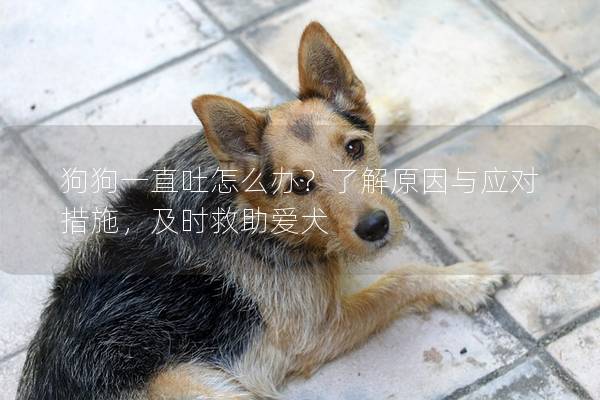 狗狗一直吐怎么辦？了解原因與應對措施，及時救助愛犬