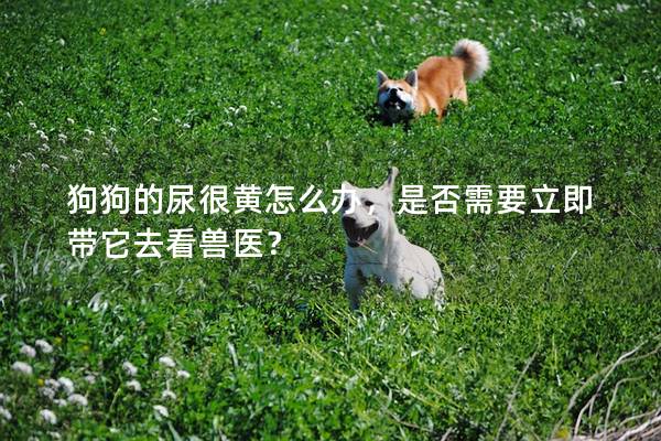 狗狗的尿很黃怎么辦，是否需要立即帶它去看獸醫(yī)？