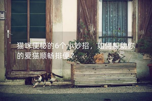 貓咪便秘的6個小妙招,如何幫助你的愛貓順暢排便? 貓咪便秘的6個小妙招,如何幫助你的愛貓順暢排便?