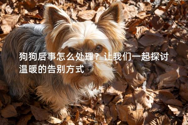 狗狗后事怎么處理？讓我們一起探討溫暖的告別方式