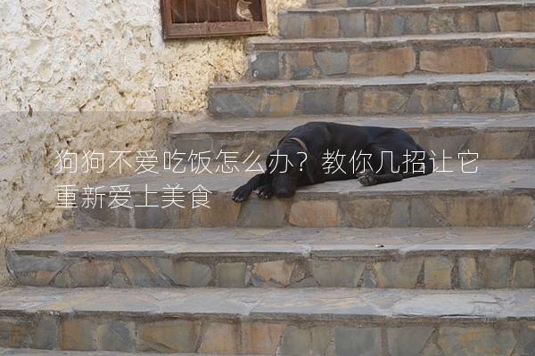 狗狗不愛吃飯怎么辦？教你幾招讓它重新愛上美食
