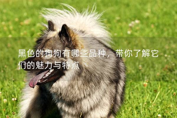 黑色的狗狗有哪些品種，帶你了解它們的魅力與特點