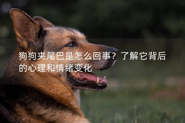 狗狗夾尾巴是怎么回事？了解它背后的心理和情緒變化