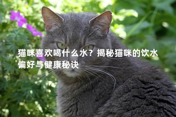 貓咪喜歡喝什么水？揭秘貓咪的飲水偏好與健康秘訣