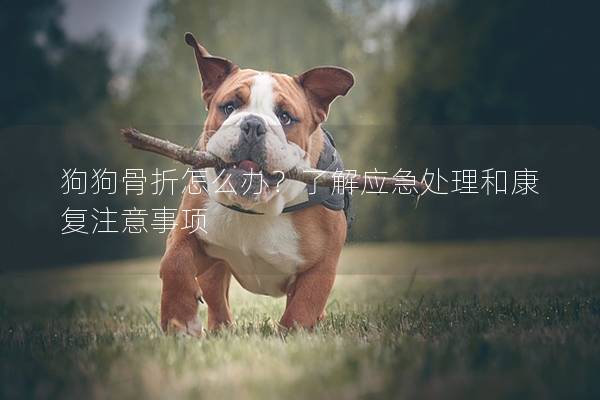 狗狗骨折怎么辦？了解應急處理和康復注意事項