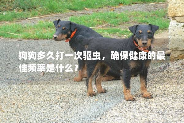 狗狗多久打一次驅蟲，確保健康的最佳頻率是什么？