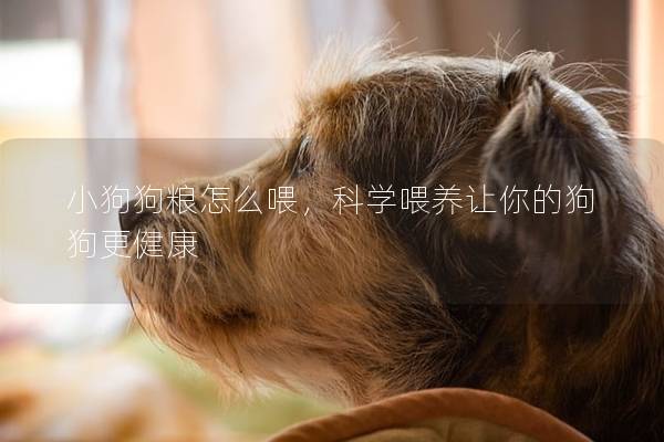 小狗狗糧怎么喂，科學喂養讓你的狗狗更健康