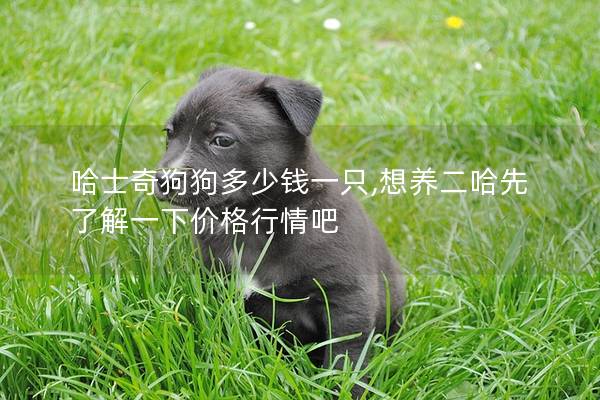 哈士奇狗狗多少錢一只,想養二哈先了解一下價格行情吧