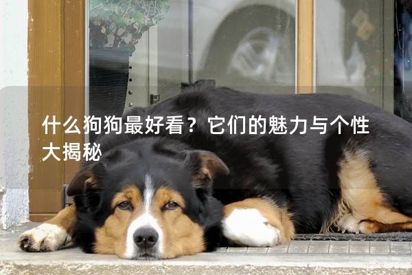 什么狗狗最好看？它們的魅力與個(gè)性大揭秘