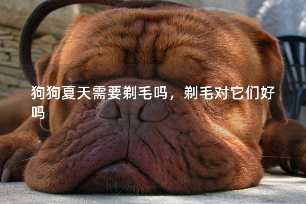 狗狗夏天需要剃毛嗎，剃毛對它們好嗎
