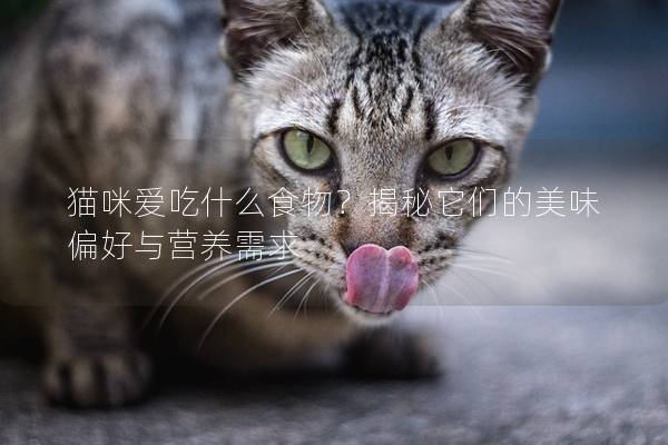 貓咪愛吃什么食物？揭秘它們的美味偏好與營養需求