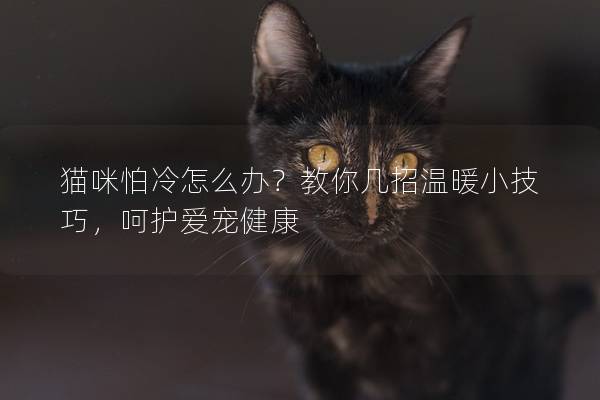 貓咪怕冷怎么辦？教你幾招溫暖小技巧，呵護愛寵健康