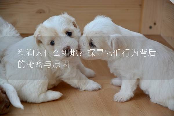 狗狗為什么刨地？探尋它們行為背后的秘密與原因