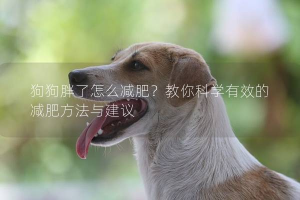 狗狗胖了怎么減肥？教你科學(xué)有效的減肥方法與建議