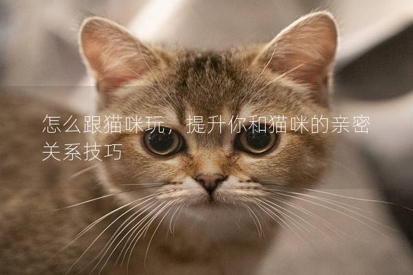 怎么跟貓咪玩，提升你和貓咪的親密關系技巧