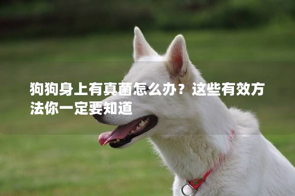 狗狗身上有真菌怎么辦？這些有效方法你一定要知道