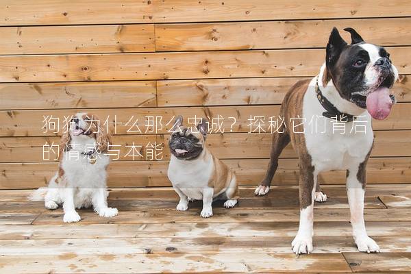 狗狗為什么那么忠誠?探秘它們背后的情感與本能 狗狗為什么那么忠誠?探秘它們背后的情感與本能